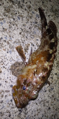 アジをさがしに。