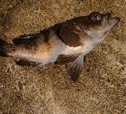 今夜もメバリング。