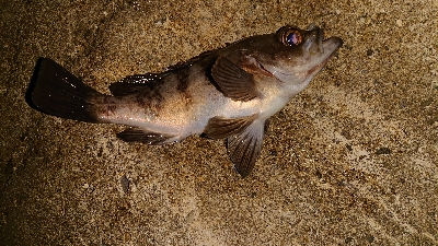 今夜もメバリング。