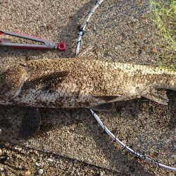 久しぶりの大物?