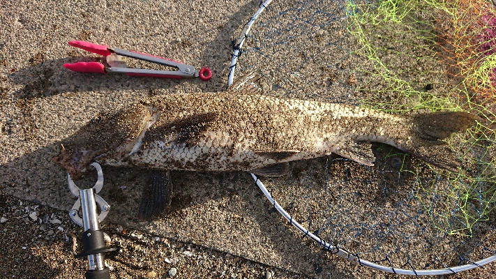 久しぶりの大物？