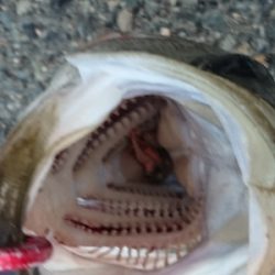 ええ引きしてまっせ~