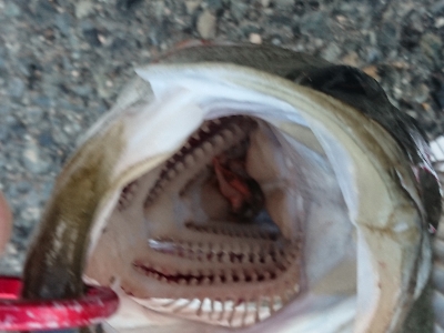 ええ引きしてまっせ～