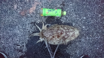 アオリイカの大型と思ったのに！