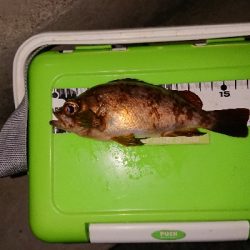 プラッキング縛り