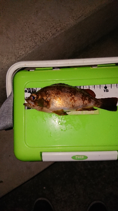 プラッキング縛り