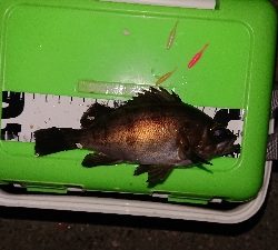 久々のポイントへ