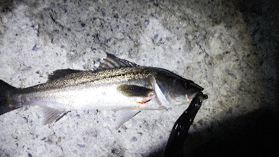 シーバスとソゲ