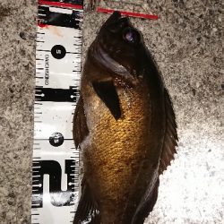 平成最後の満月釣行