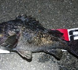 4月11日(木)、ルアー釣り