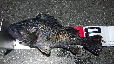 ４月１１日(木)、ルアー釣り