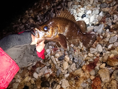 期待はずれメバリング