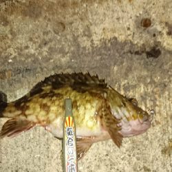 アジを求めて・・・