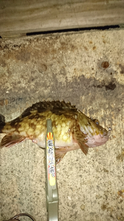 アジを求めて・・・