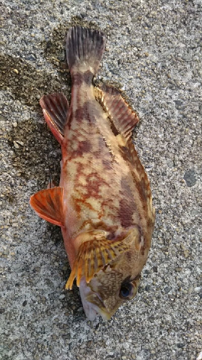 大物が釣れた！
