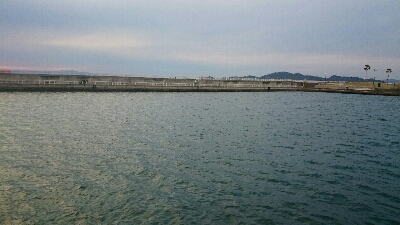 サゴシじゃなくて