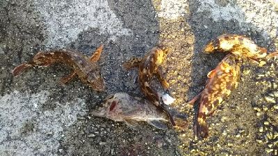 沢山釣れました