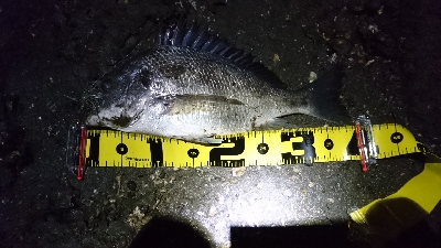 太田川放水路チニング