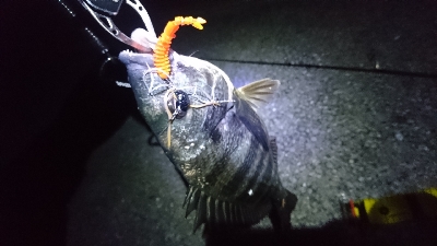 ショートバイトに弄ばれ