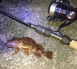 木材港南メバリング