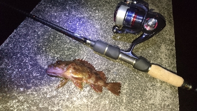 木材港南メバリング