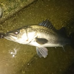 チニングしてたら