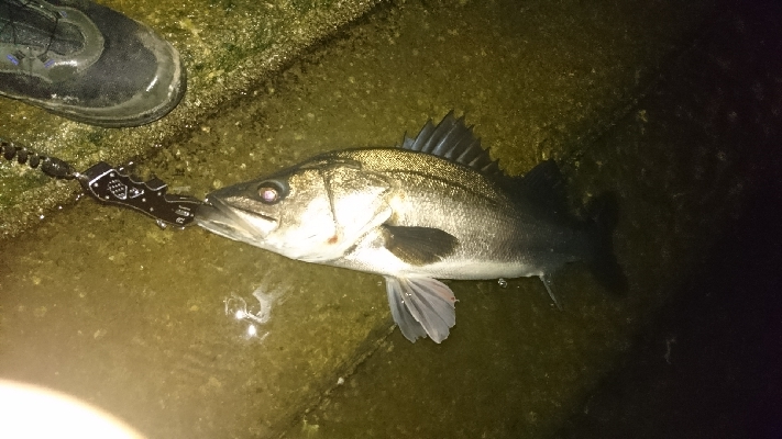 チニングしてたら