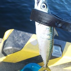 アジングのつもりが…