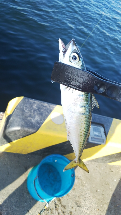 アジングのつもりが…