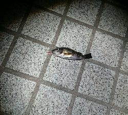 宇品島メバリング