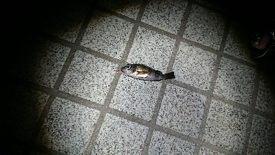 宇品島メバリング