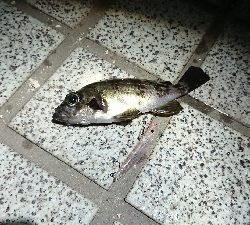 広島港メバリング