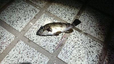 広島港メバリング