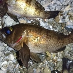 フロートメバル