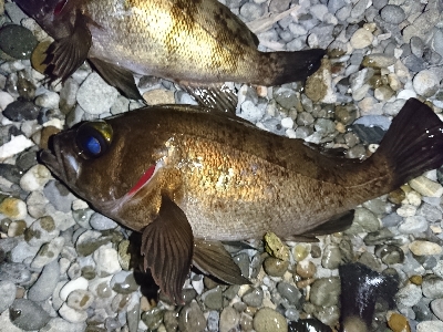 フロートメバル