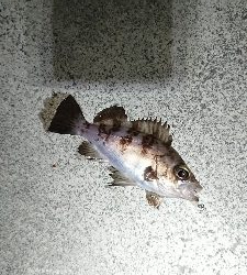 カラーチェンジ。