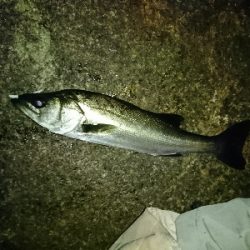 今日は寒かった…