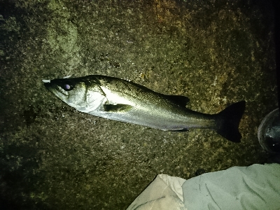 今日は寒かった…