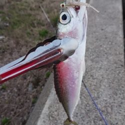 釣り部 釣行記 29