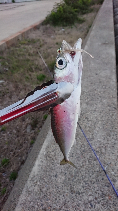 釣り部  釣行記  29