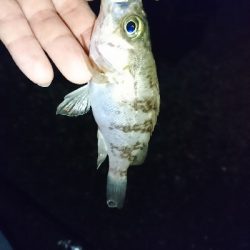 平成最後の釣行