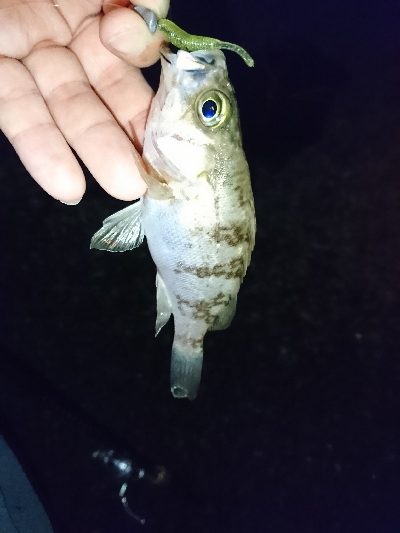 平成最後の釣行