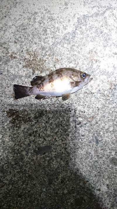 向かい風を選択