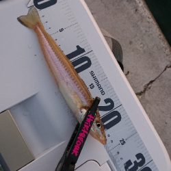 キス釣り開幕!?