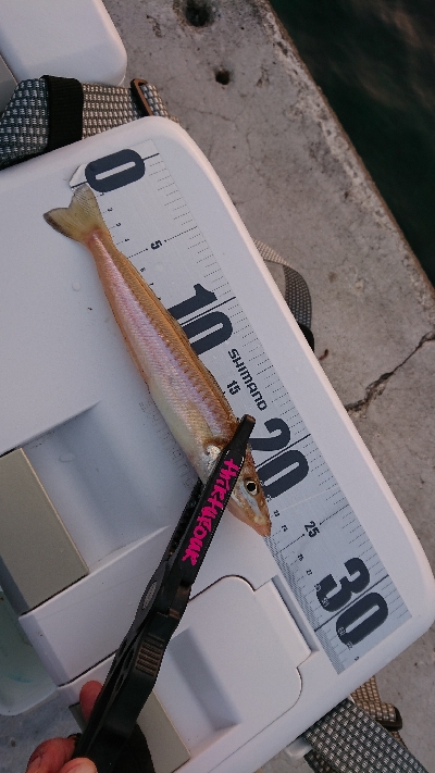 キス釣り開幕!?