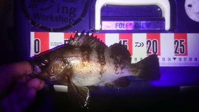 サイズ伸びない