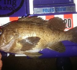 プッハー満足満足