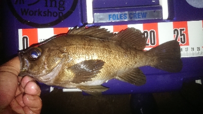 プッハー満足満足