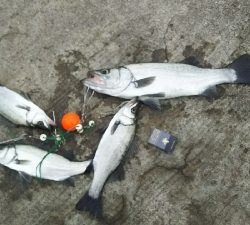 ヒラスズキ良好♪