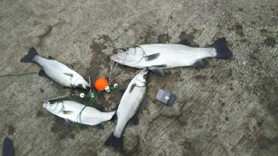 ヒラスズキ良好♪